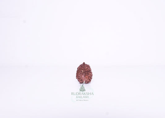 13 Mukhi Indonesian Rudraksha - 1302