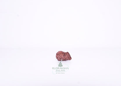 13 Mukhi Indonesian Rudraksha - 1302