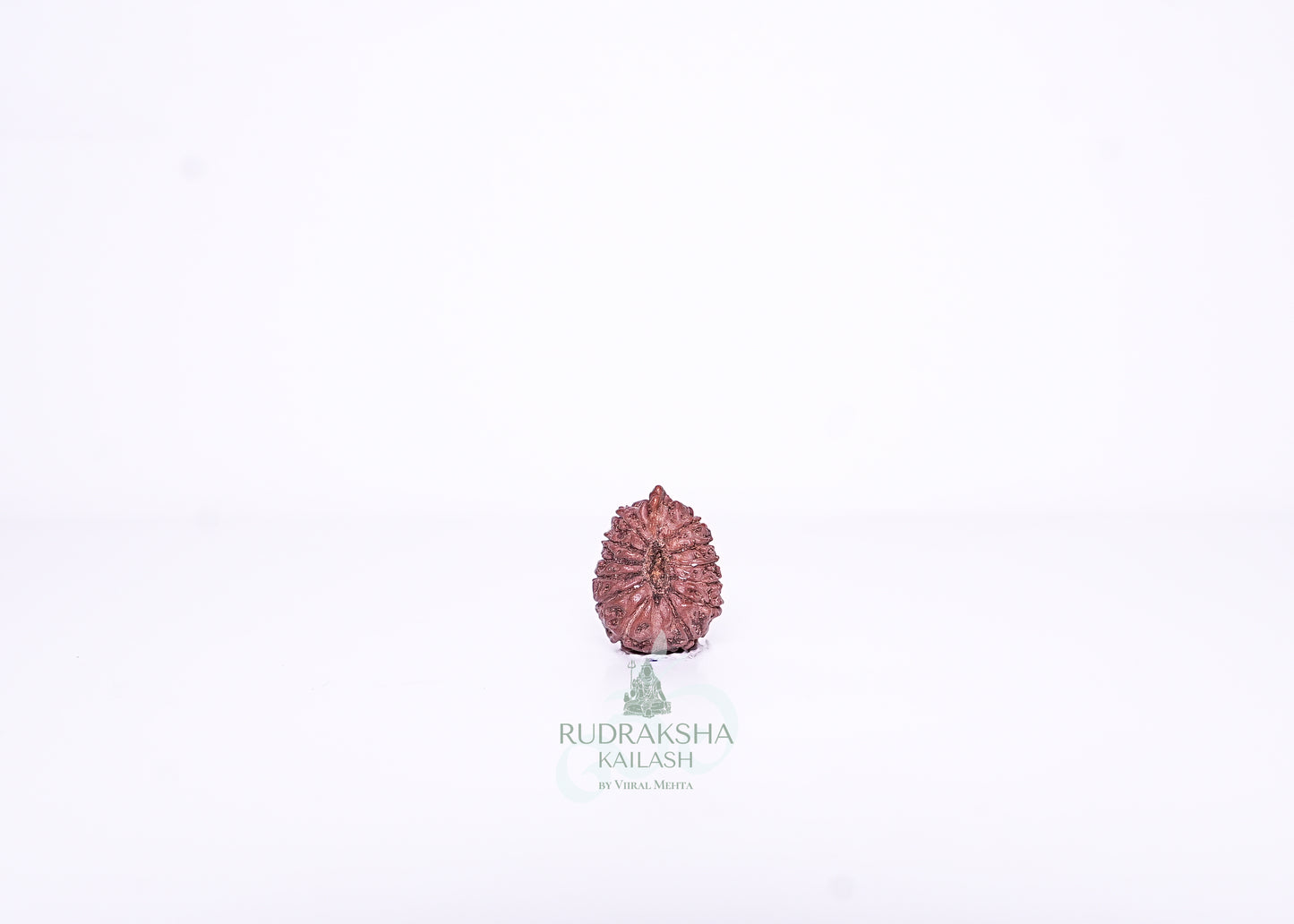 13 Mukhi Indonesian Rudraksha - 1302