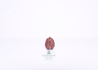 13 Mukhi Indonesian Rudraksha - 1302