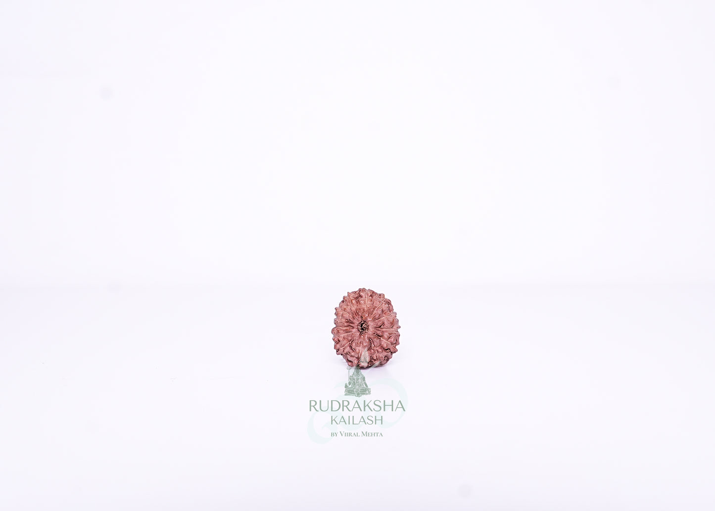 13 Mukhi Indonesian Rudraksha - 1303