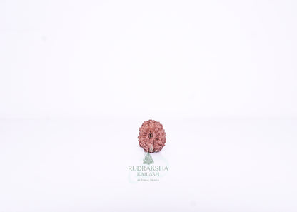 13 Mukhi Indonesian Rudraksha - 1303