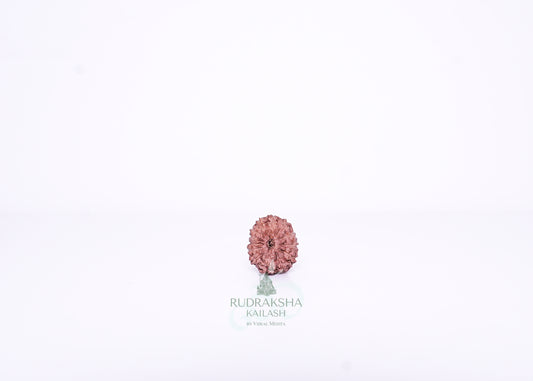 13 Mukhi Indonesian Rudraksha - 1303