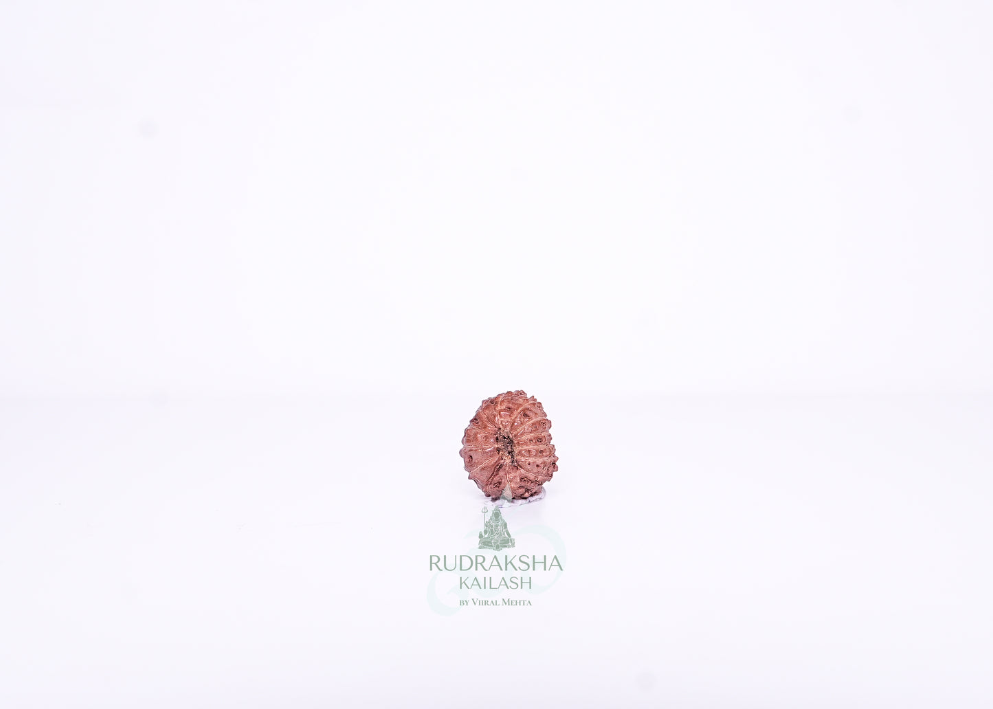 13 Mukhi Indonesian Rudraksha - 1303