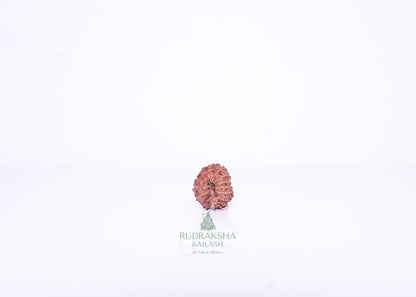 13 Mukhi Indonesian Rudraksha - 1303