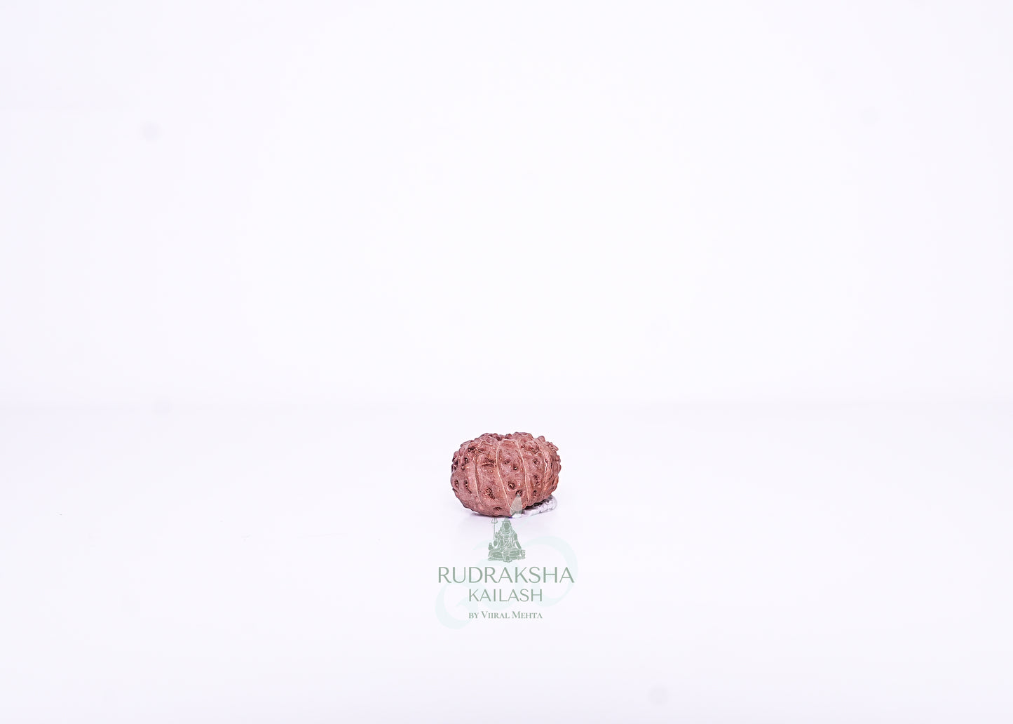 13 Mukhi Indonesian Rudraksha - 1303