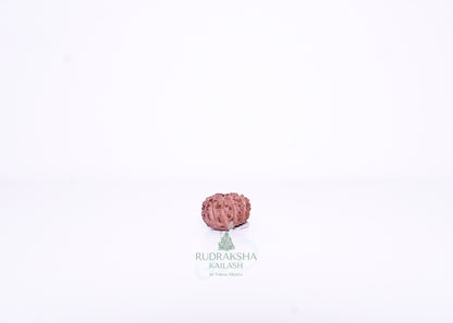 13 Mukhi Indonesian Rudraksha - 1303