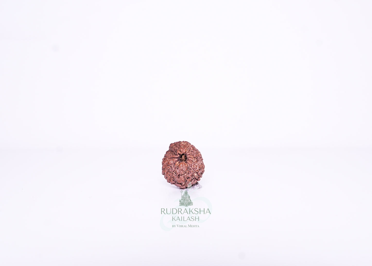13 Mukhi Indonesian Rudraksha - 1304