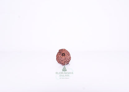 13 Mukhi Indonesian Rudraksha - 1304