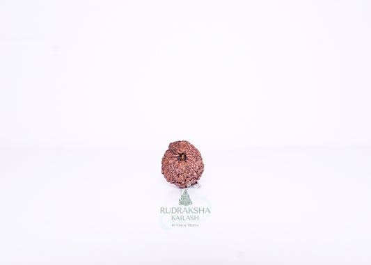 13 Mukhi Indonesian Rudraksha - 1304