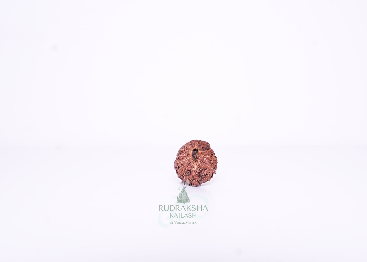 13 Mukhi Indonesian Rudraksha - 1304