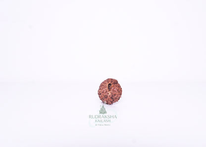 13 Mukhi Indonesian Rudraksha - 1304