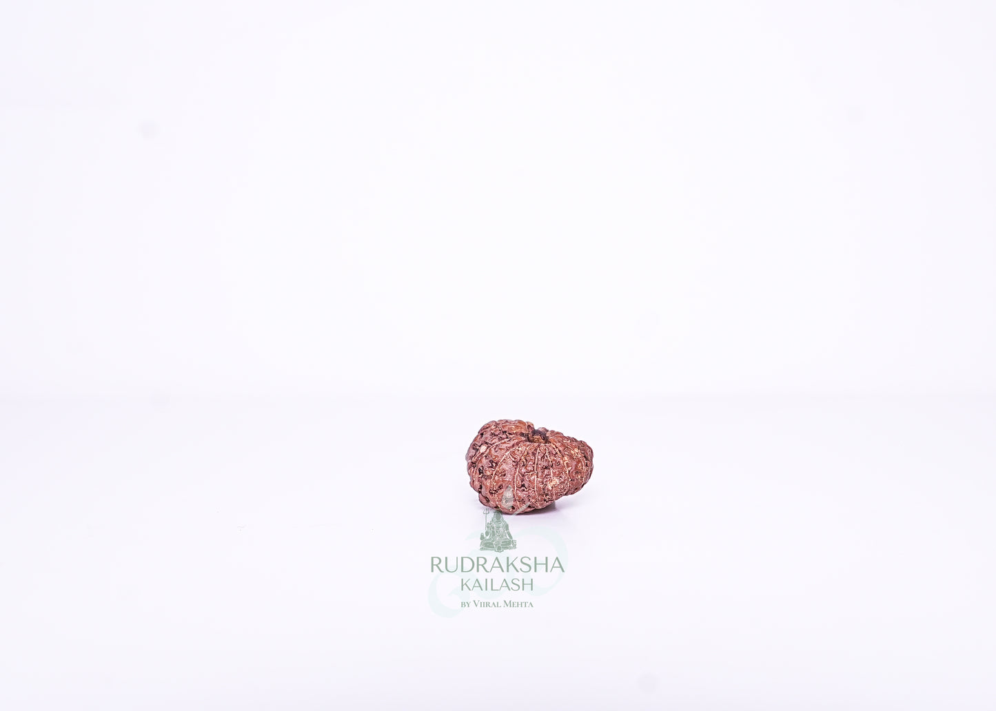 13 Mukhi Indonesian Rudraksha - 1304