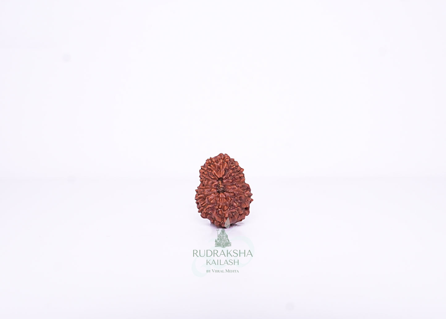 13 Mukhi Indonesian Rudraksha - 1305