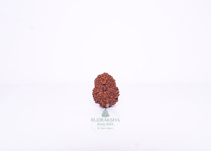 13 Mukhi Indonesian Rudraksha - 1305