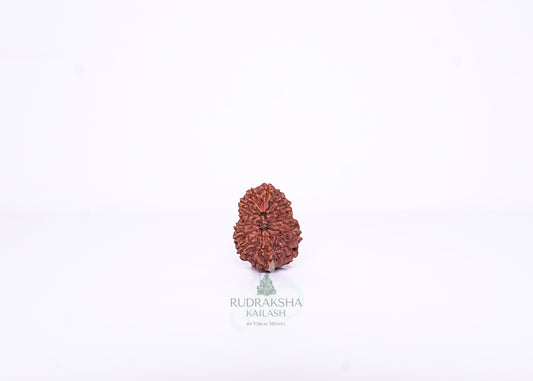 13 Mukhi Indonesian Rudraksha - 1305