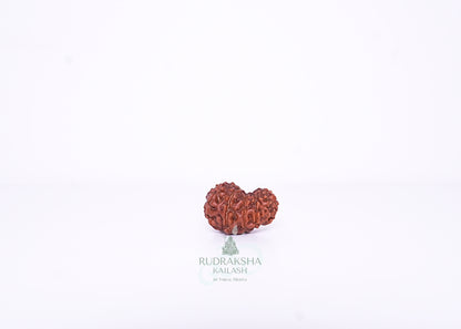 13 Mukhi Indonesian Rudraksha - 1305