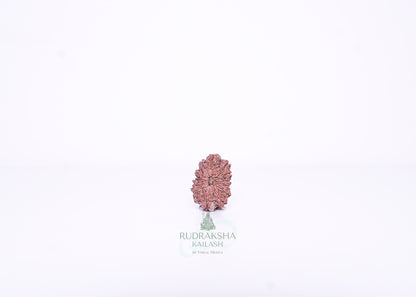 13 Mukhi Indonesian Rudraksha - 1306