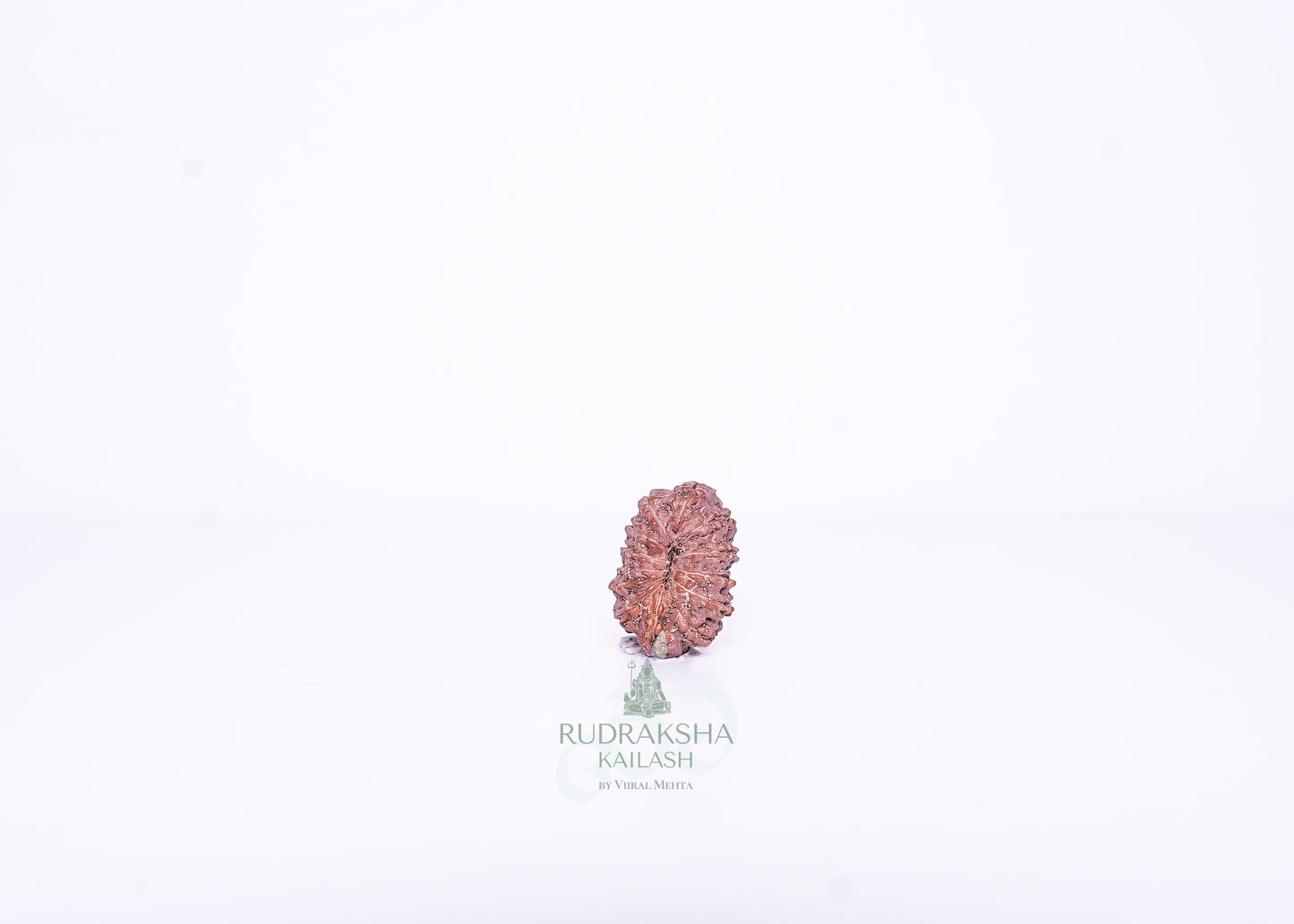 13 Mukhi Indonesian Rudraksha - 1306