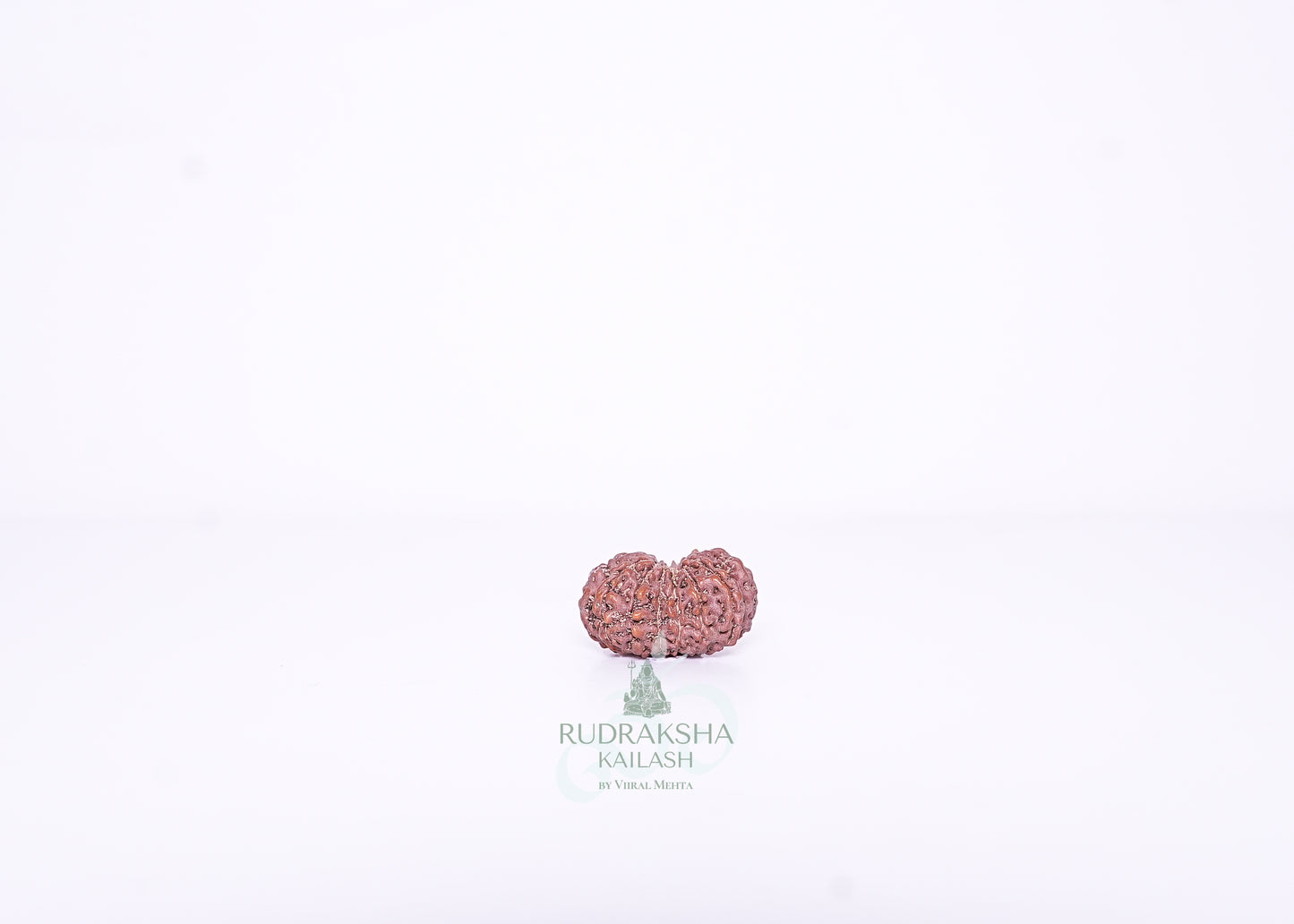 13 Mukhi Indonesian Rudraksha - 1306