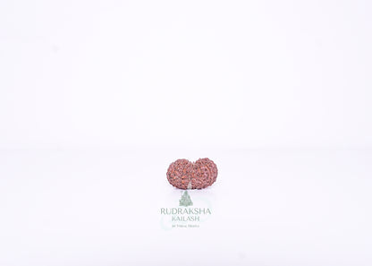 13 Mukhi Indonesian Rudraksha - 1306
