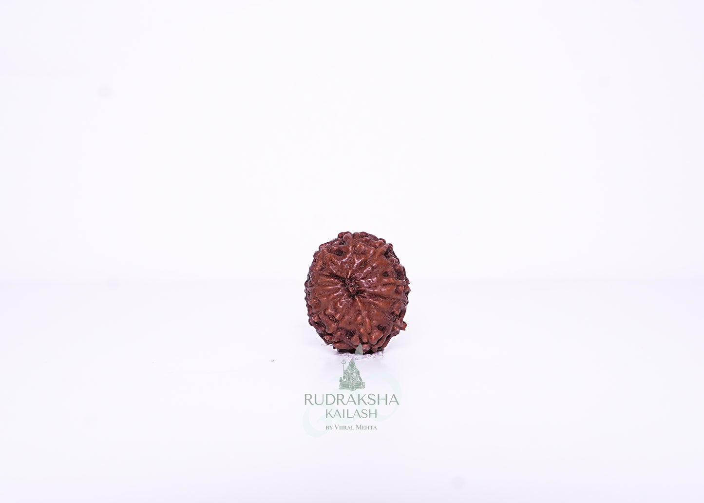 13 Mukhi Indonesian Rudraksha - 1307