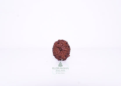 13 Mukhi Indonesian Rudraksha - 1307