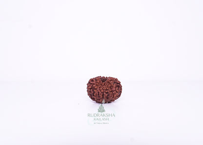 13 Mukhi Indonesian Rudraksha - 1307