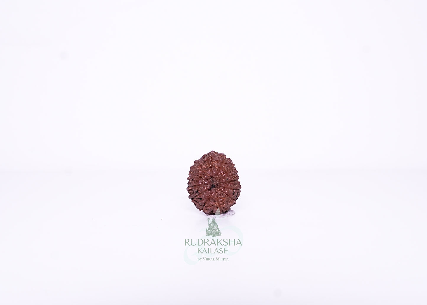 13 Mukhi Indonesian Rudraksha - 1308