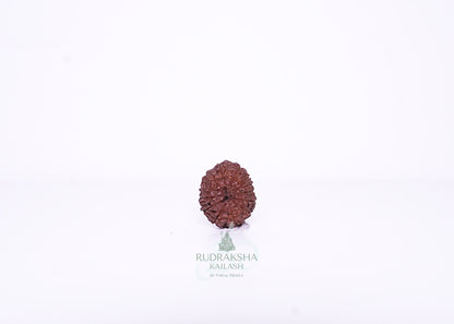 13 Mukhi Indonesian Rudraksha - 1308