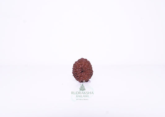 13 Mukhi Indonesian Rudraksha - 1308