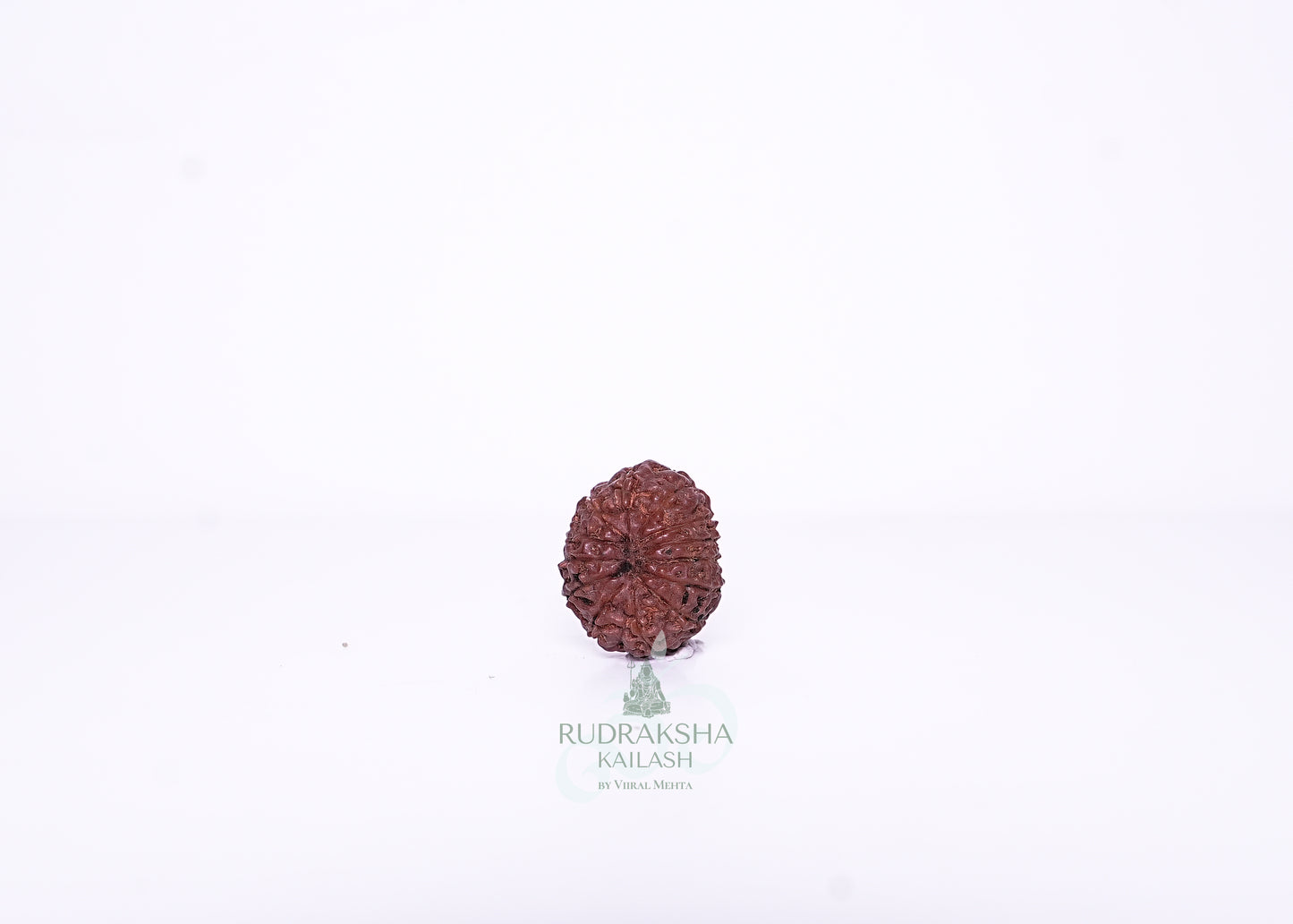 13 Mukhi Indonesian Rudraksha - 1308