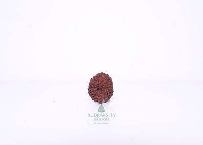 13 Mukhi Indonesian Rudraksha - 1308
