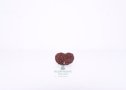 13 Mukhi Indonesian Rudraksha - 1308