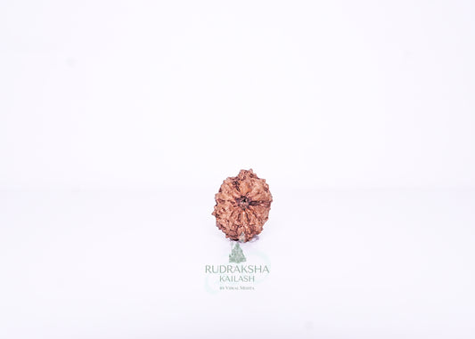 13 Mukhi Indonesian Rudraksha - 1309