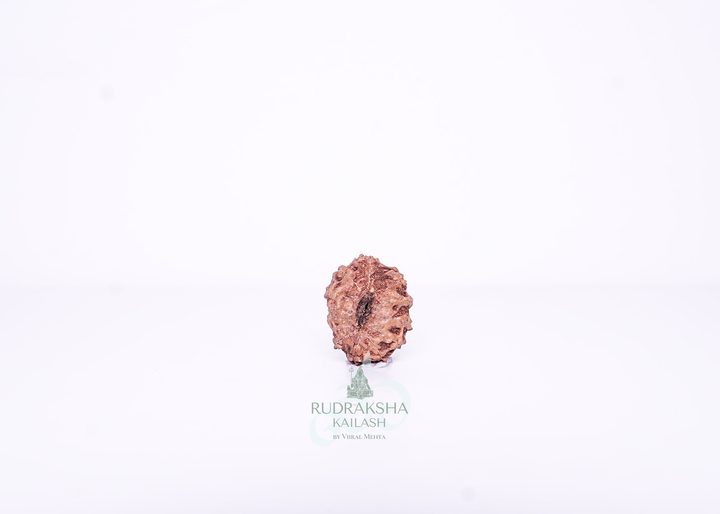 13 Mukhi Indonesian Rudraksha - 1309
