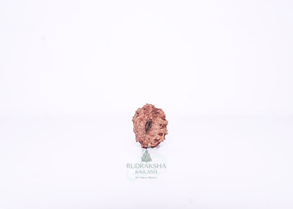 13 Mukhi Indonesian Rudraksha - 1309