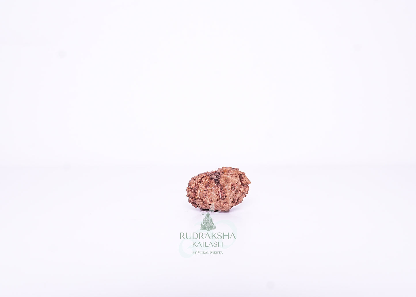 13 Mukhi Indonesian Rudraksha - 1309