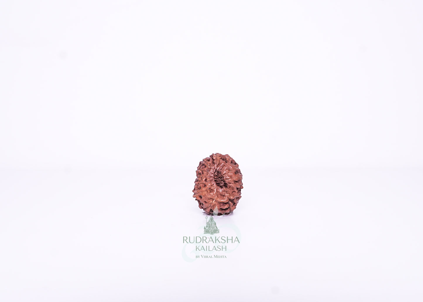 13 Mukhi Indonesian Rudraksha - 1310