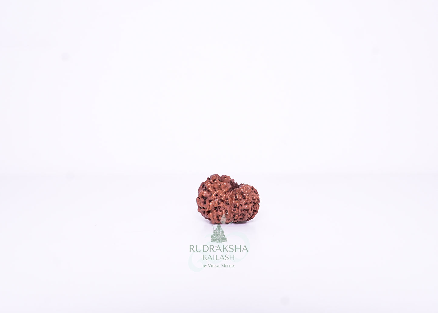 13 Mukhi Indonesian Rudraksha - 1310