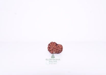 13 Mukhi Indonesian Rudraksha - 1310