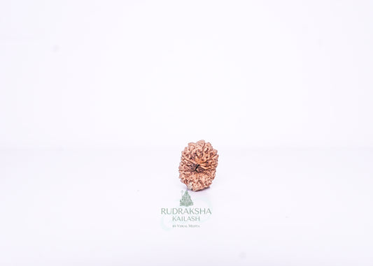 13 Mukhi Indonesian Rudraksha - 1311