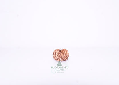 13 Mukhi Indonesian Rudraksha - 1311