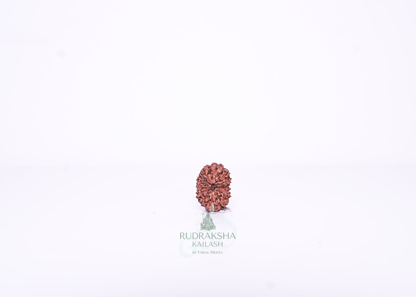 13 Mukhi Indonesian Rudraksha - 1312