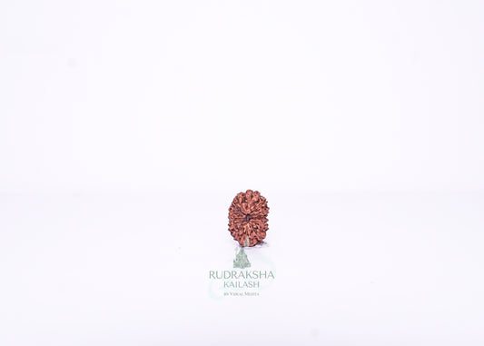 13 Mukhi Indonesian Rudraksha - 1312