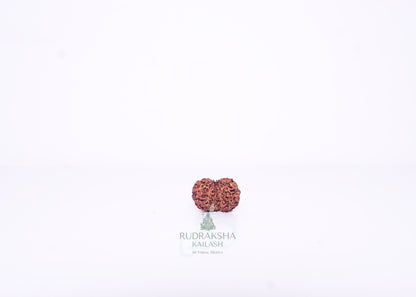 13 Mukhi Indonesian Rudraksha - 1312