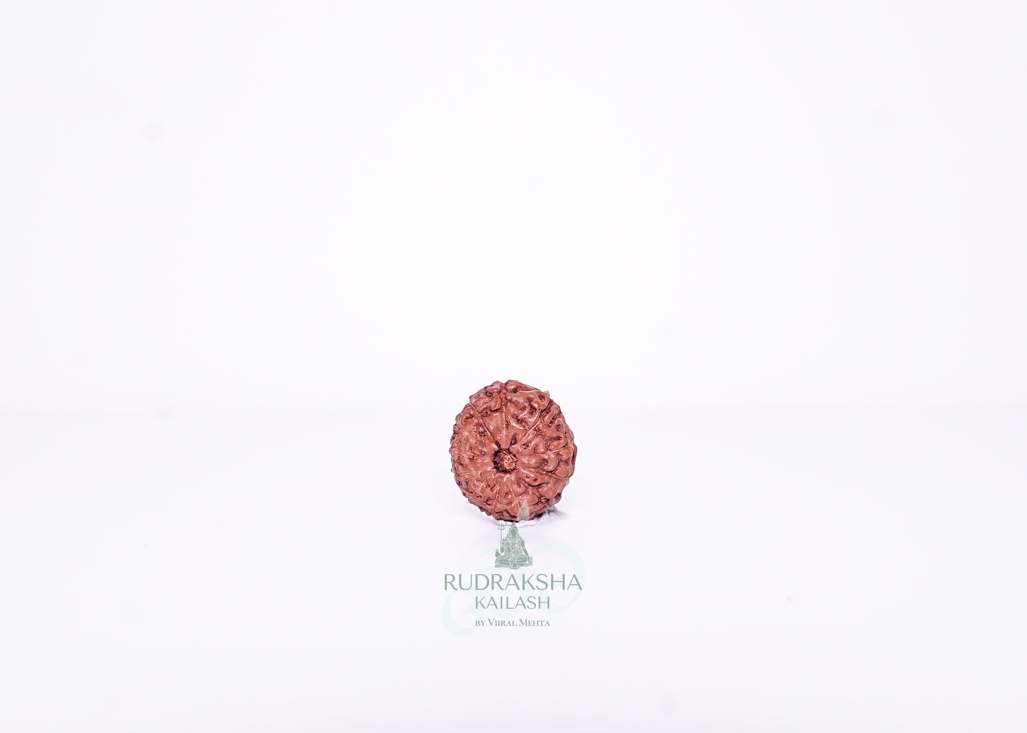 13 Mukhi Indonesian Rudraksha - 1313
