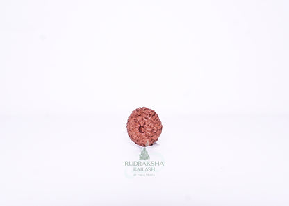 13 Mukhi Indonesian Rudraksha - 1313