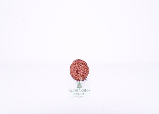 13 Mukhi Indonesian Rudraksha - 1313