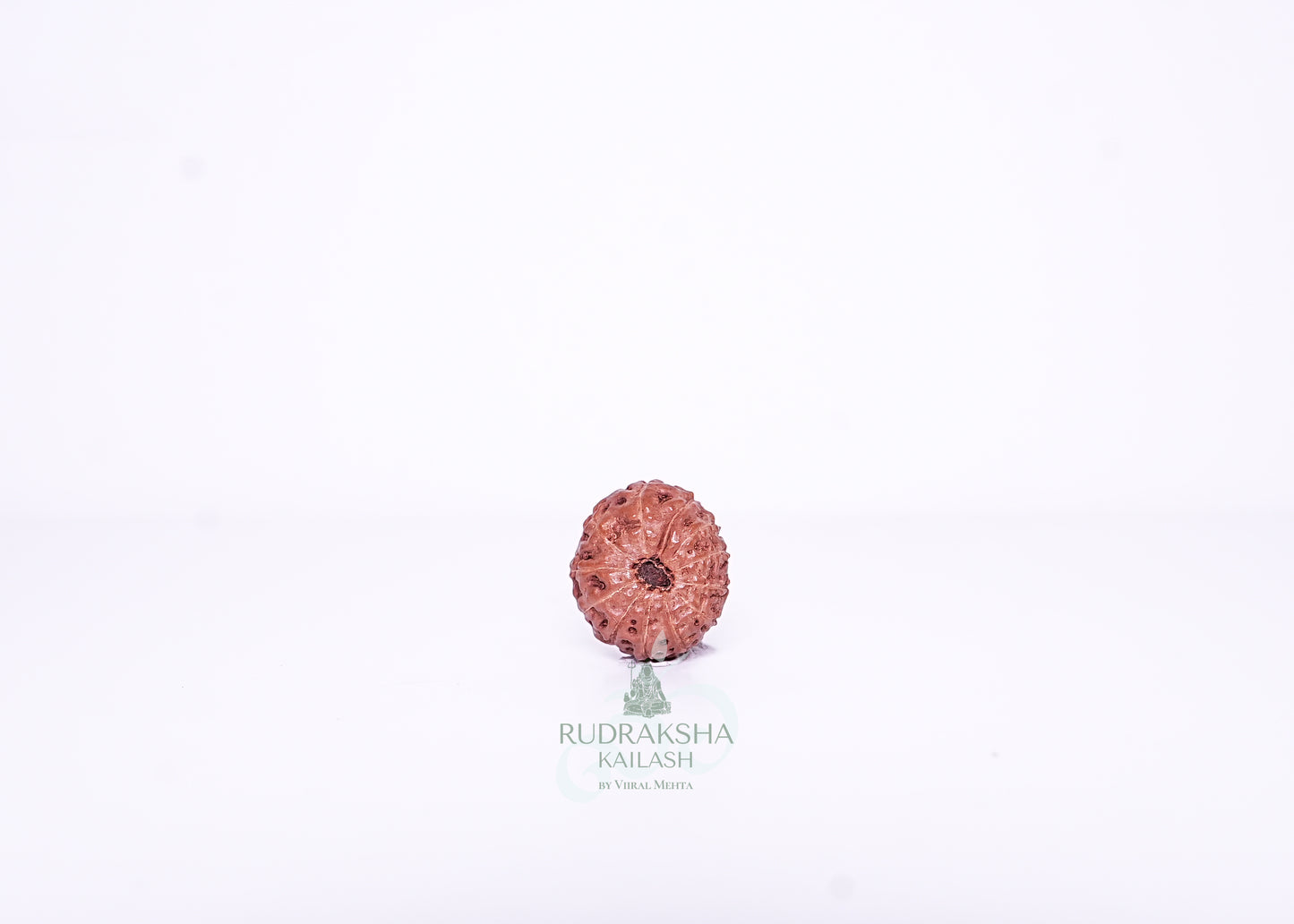 13 Mukhi Indonesian Rudraksha - 1313
